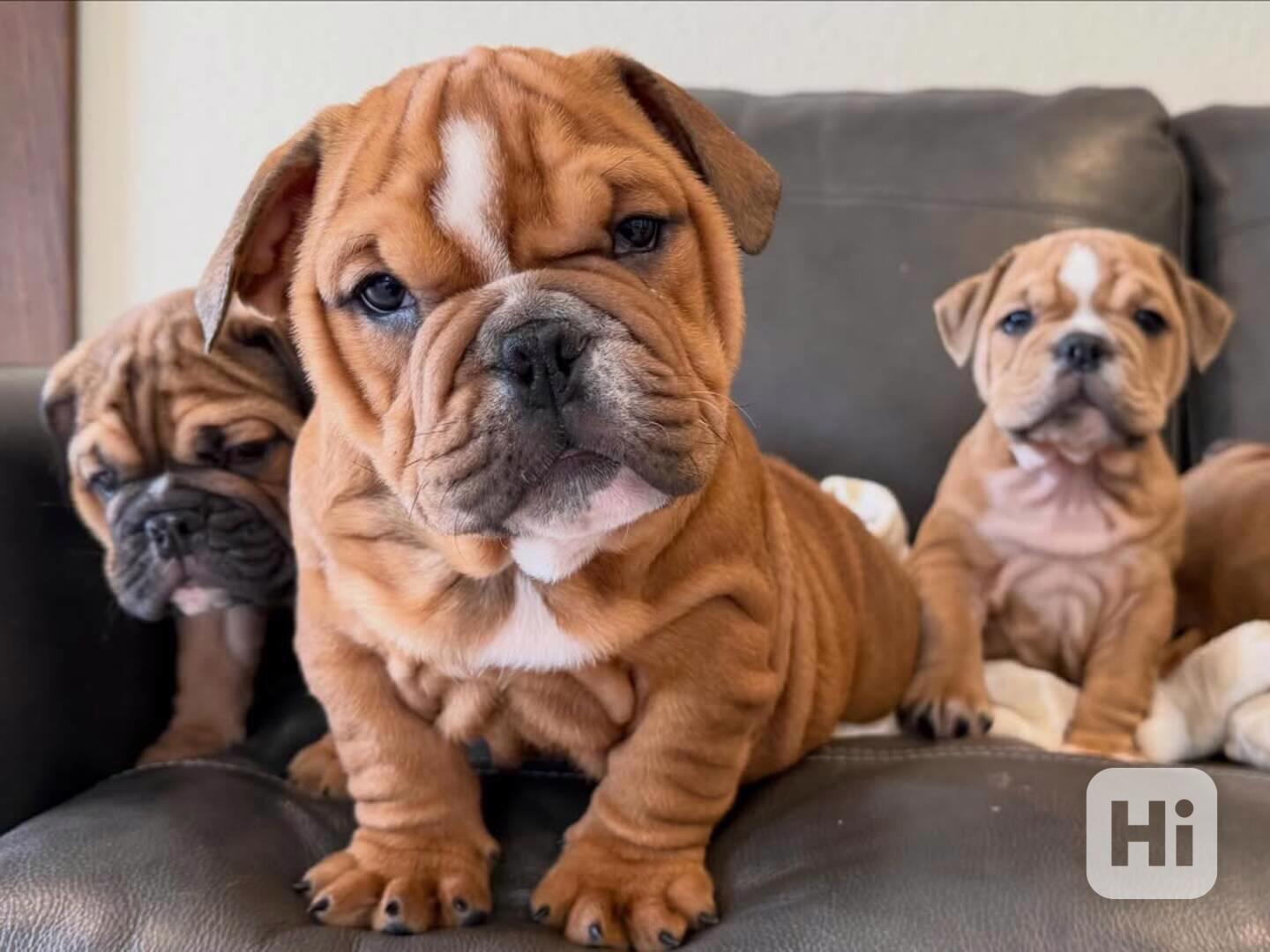 Veterinární kontrola, štěňata anglického buldoka na prodej - foto 1