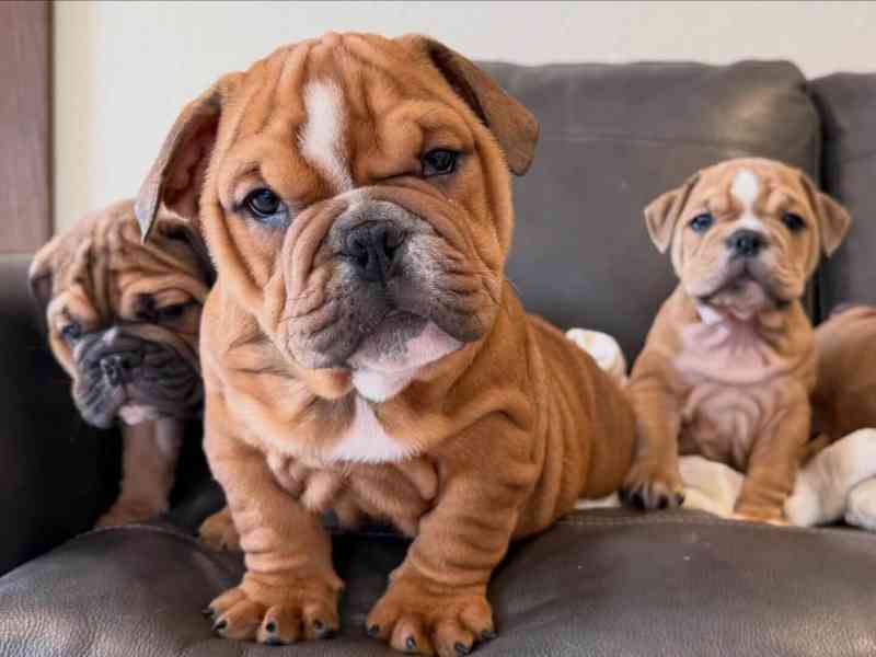 Veterinární kontrola, štěňata anglického buldoka na prodej