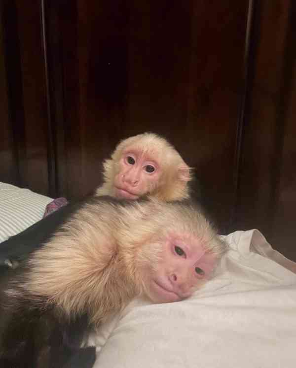 K dispozici perfektní kapucínské opice – kluci i holčičky