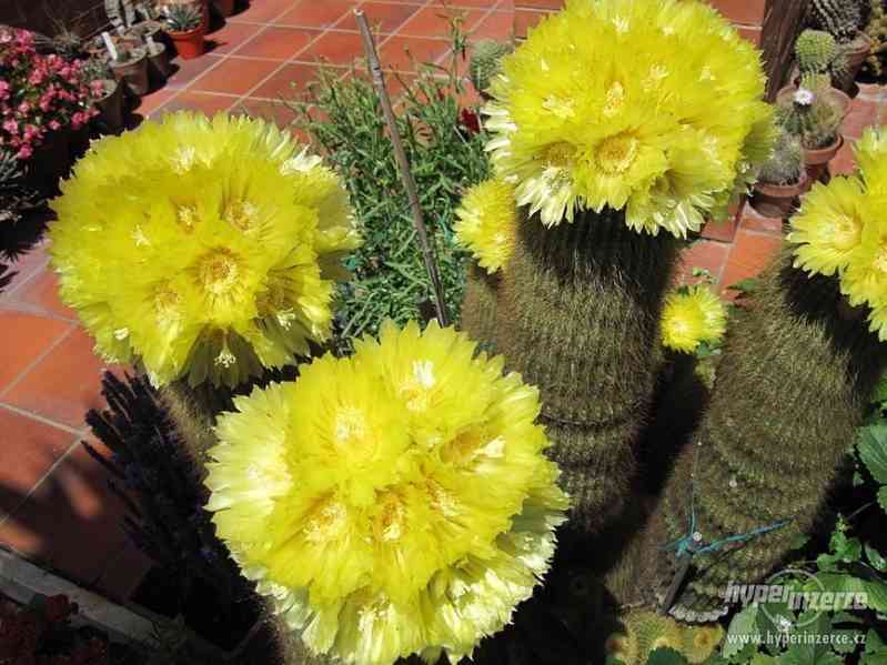 Kaktus Eriocactus leninghausii - semena - foto 1