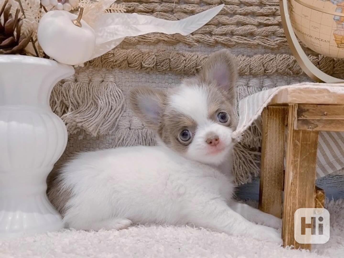 Štěně čivavy k adopci - foto 1