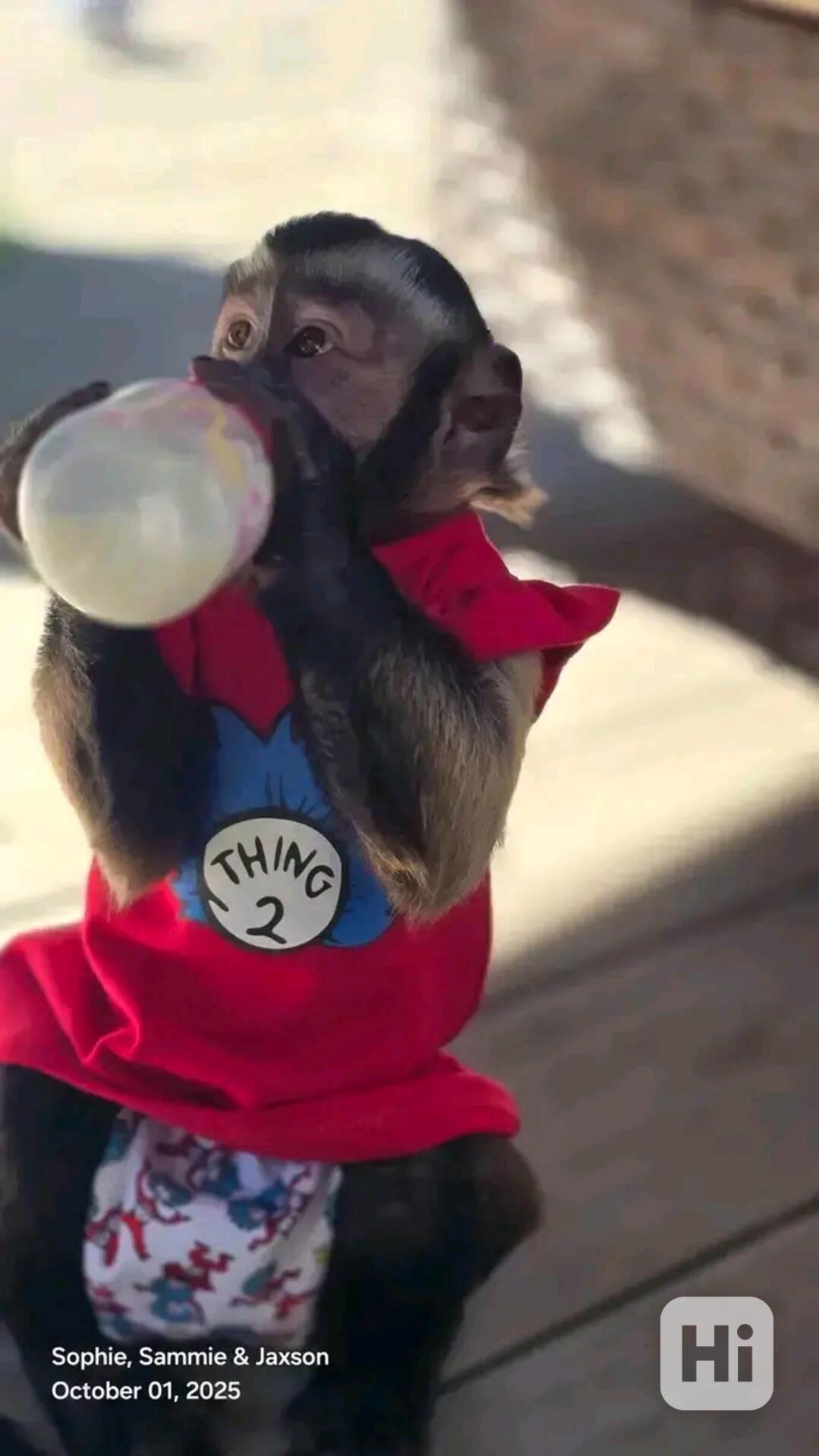  Energické milé kapucínské mládě - foto 1