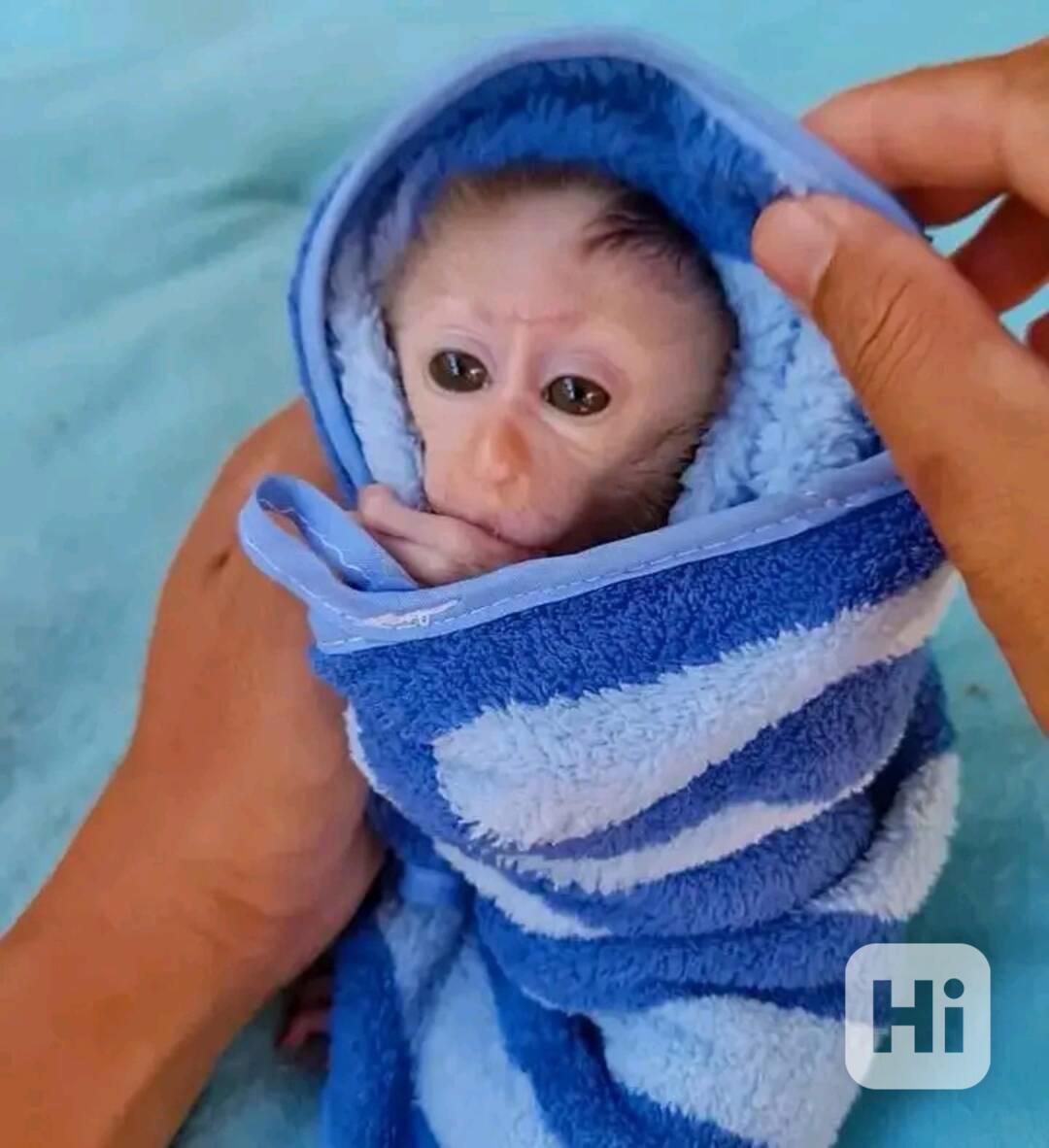 Roztomilá malá kapucínská opice - foto 1