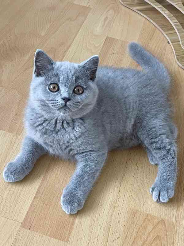 Britská modrá koťátka s PP kočičky - již k odběru - foto 2