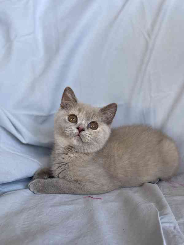 Britská modrá koťátka s PP kočičky - již k odběru - foto 3