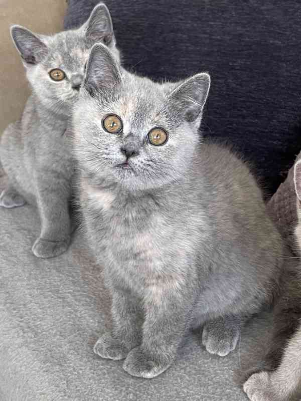 Britská modrá koťátka s PP kočičky - již k odběru - foto 6