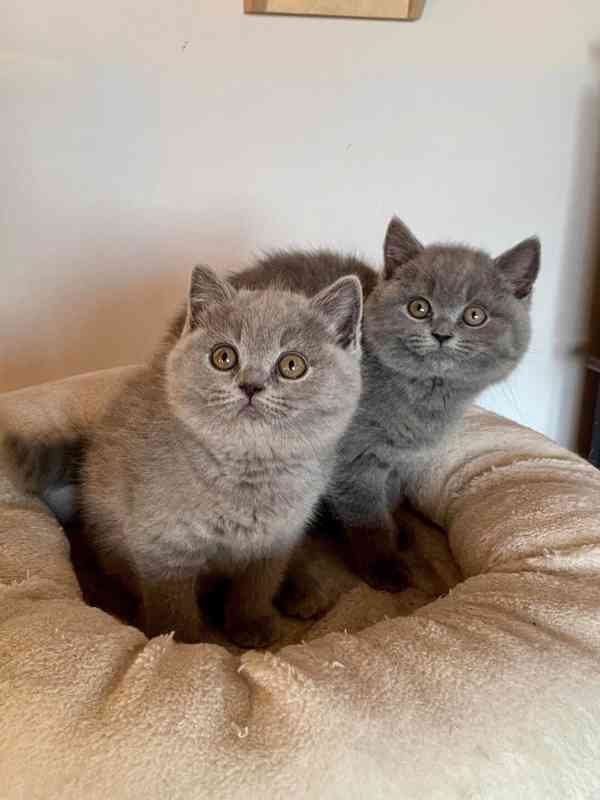 Britská modrá koťátka s PP kočičky - již k odběru - foto 7