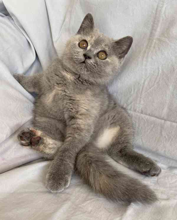 Britská modrá koťátka s PP kočičky - již k odběru - foto 4