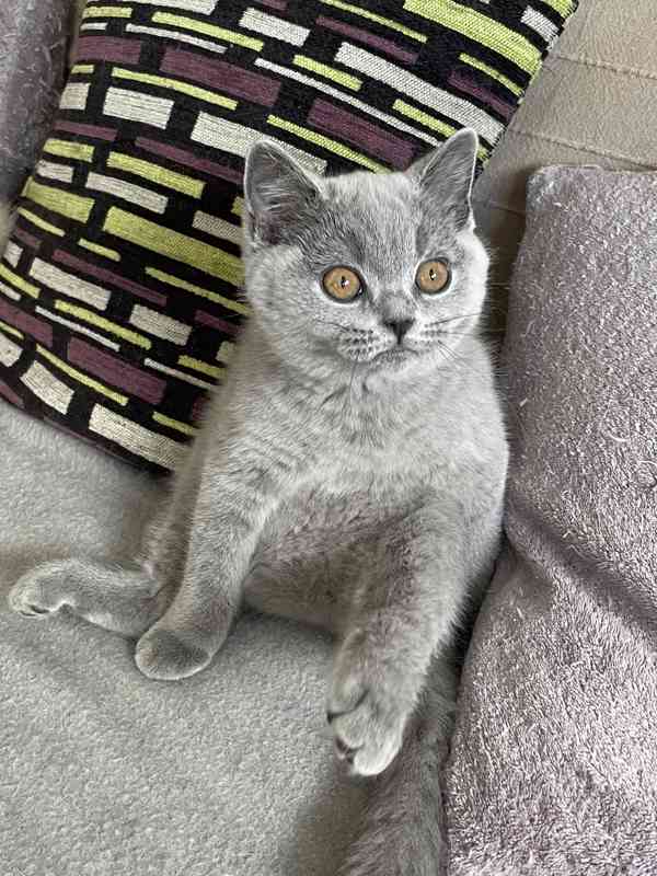 Britská modrá koťátka s PP kočičky - již k odběru - foto 5