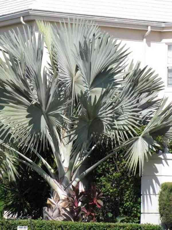 naklíčená semena palma Latania loddigesii - foto 1