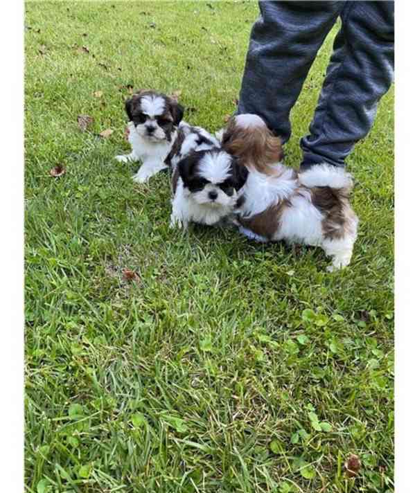 Dve shih tzu štenátka k adopci zdarma Máme cistokrevná sh