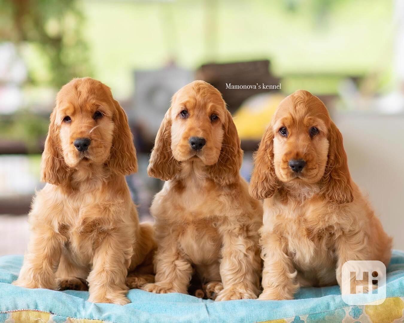🐾 Štěňata amerického kokršpaněla na prodej 🐾 - foto 1