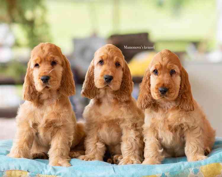 🐾 Štěňata amerického kokršpaněla na prodej 🐾