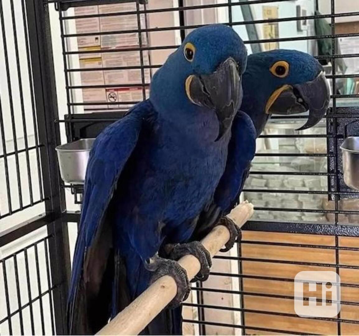 Hyacintoví papoušci - foto 1