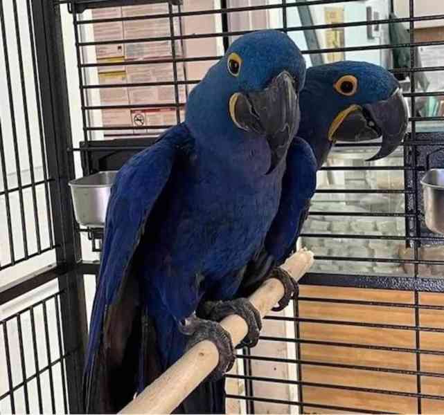 Hyacintoví papoušci