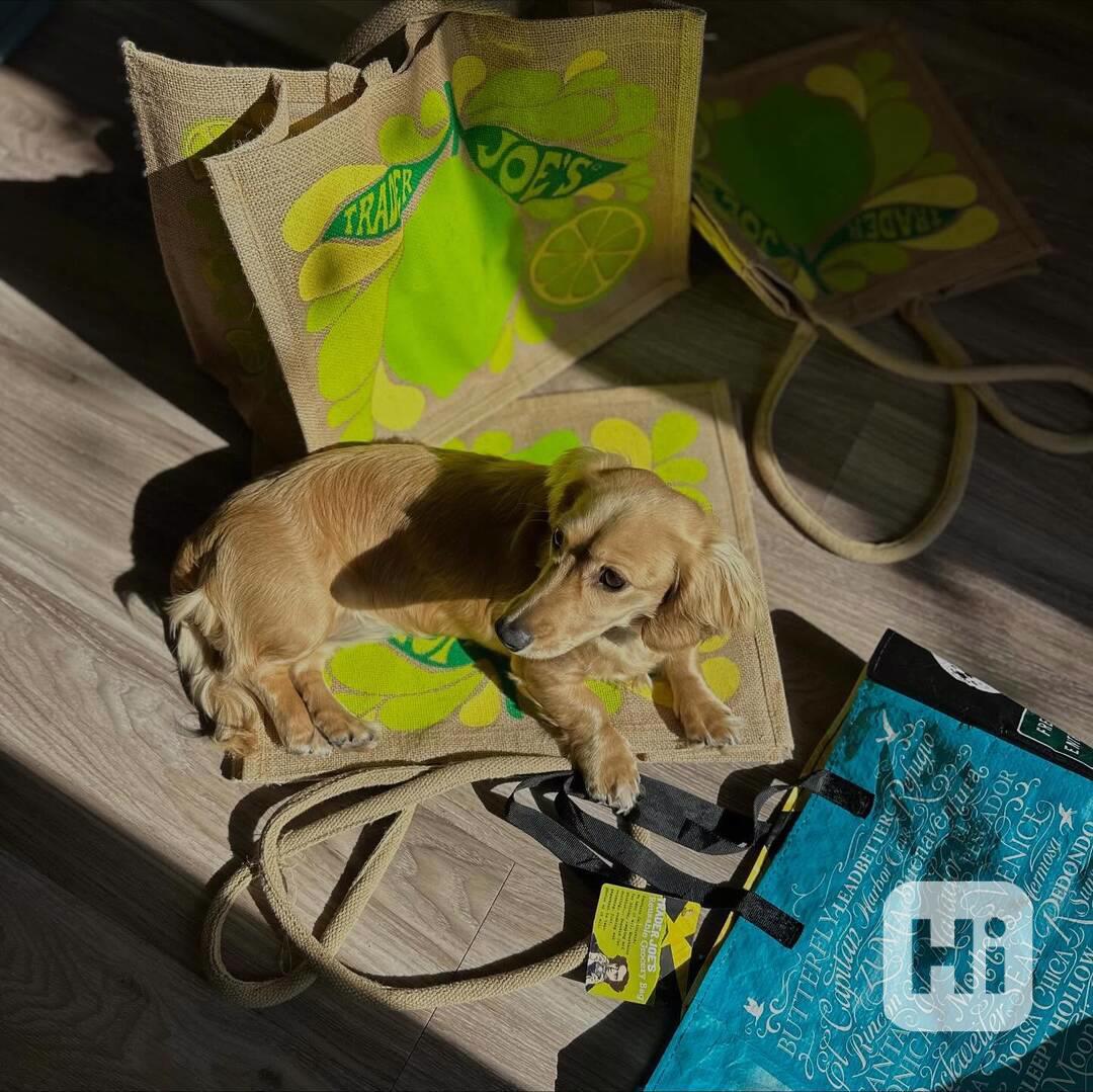 🐾 Hledáme milující rodiny pro štěňata jezevčíka! 🐾 - foto 1