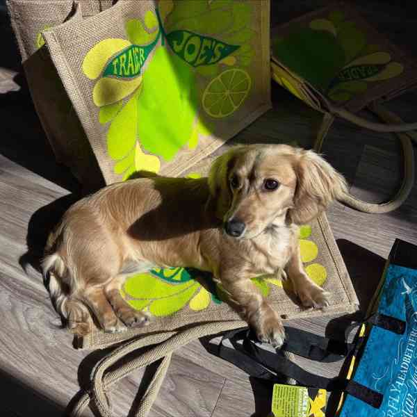 🐾 Hledáme milující rodiny pro štěňata jezevčíka! 🐾 - foto 2