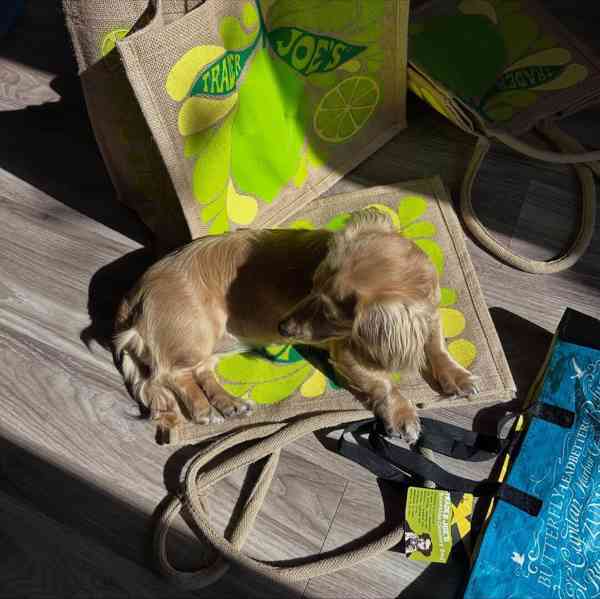 🐾 Hledáme milující rodiny pro štěňata jezevčíka! 🐾 - foto 3