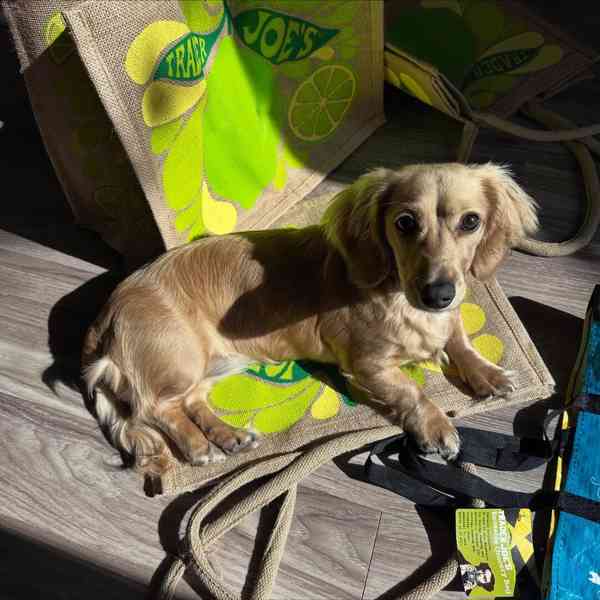 🐾 Hledáme milující rodiny pro štěňata jezevčíka! 🐾 - foto 4