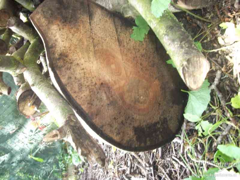 ořech dřevo - foto 2