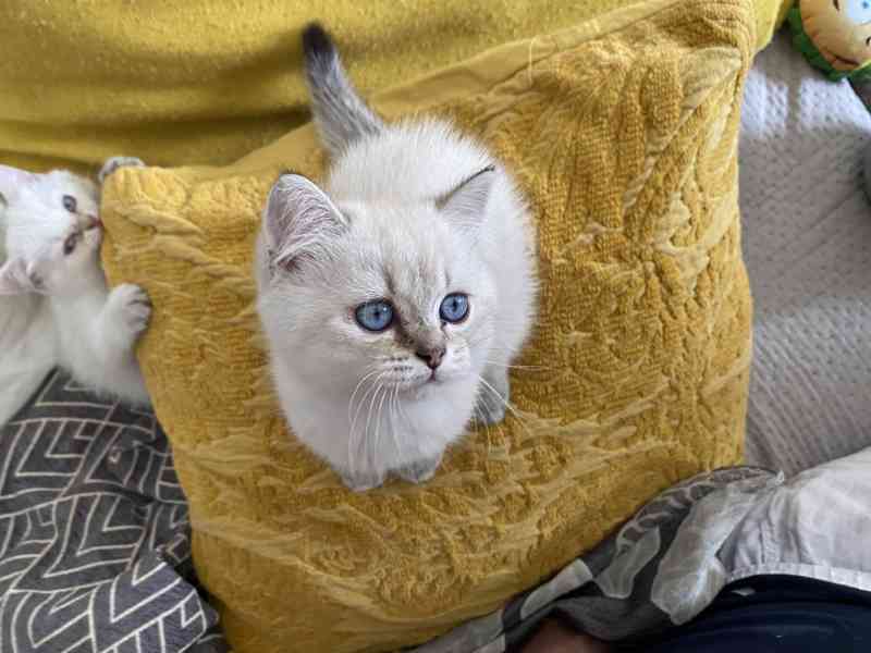 Koťátka britské kočky  s PP - foto 12
