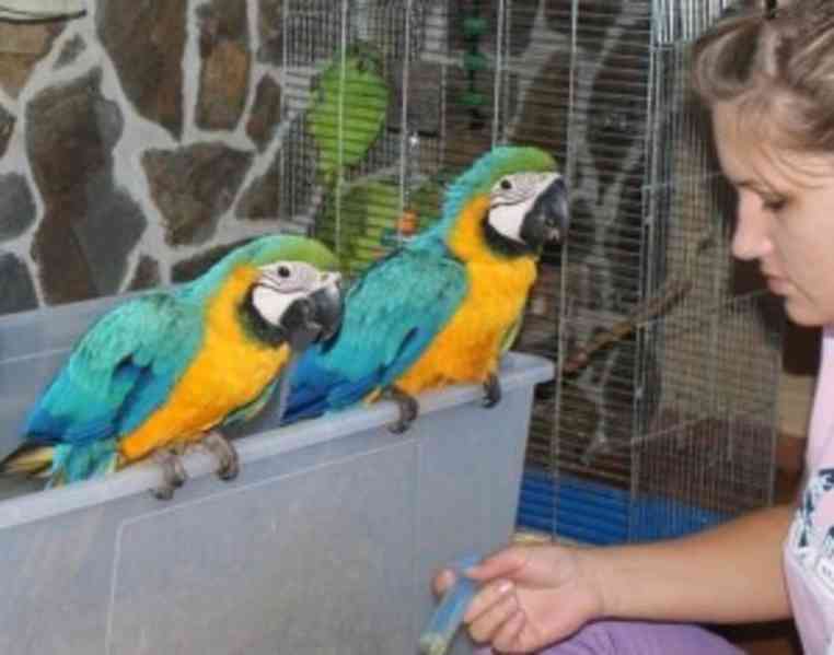 2 mluvící papoušci papoušci papoušci ara - foto 1