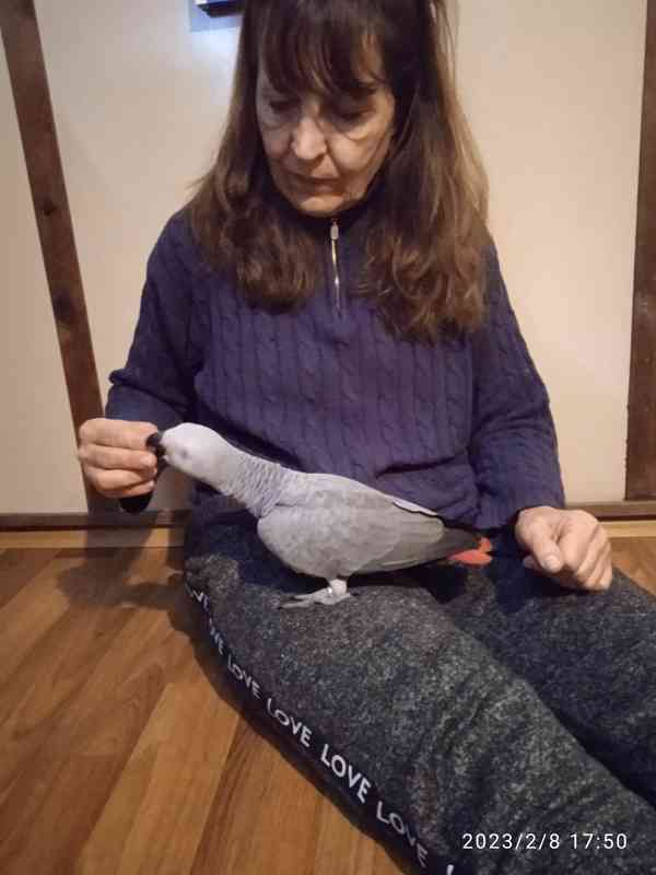 Žako kongo 0.1 - foto 1