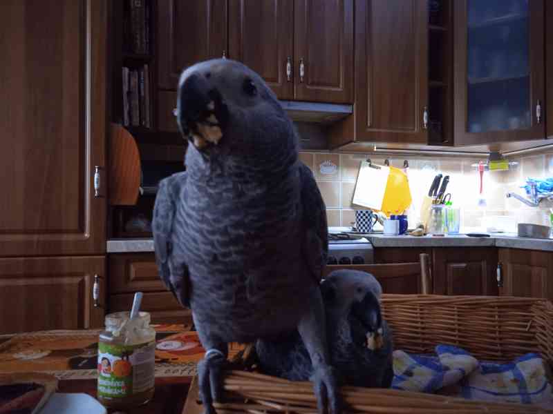 Žako kongo 0.1 - foto 3