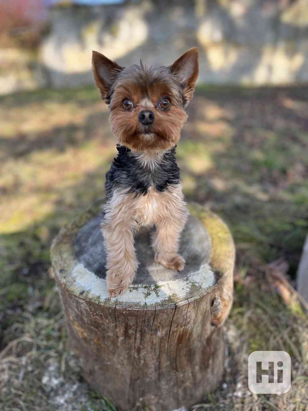 Pejsek hledá fenku - foto 1