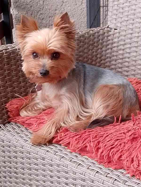 Pejsek hledá fenku - foto 12