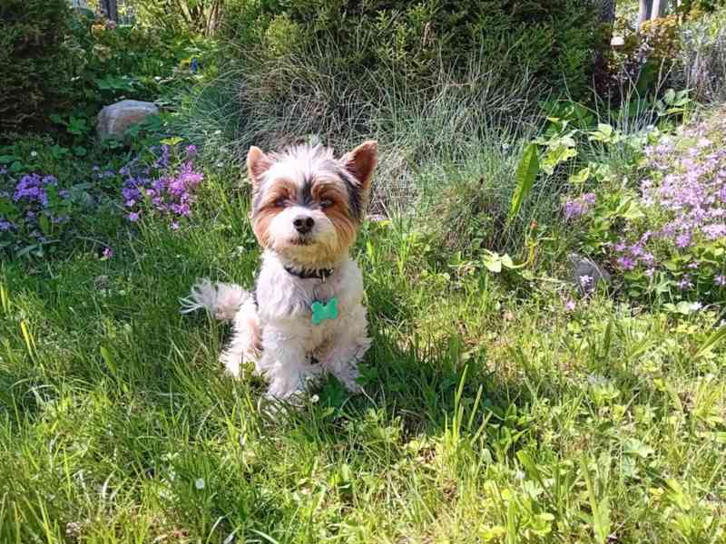 Pejsek hledá fenku - foto 14