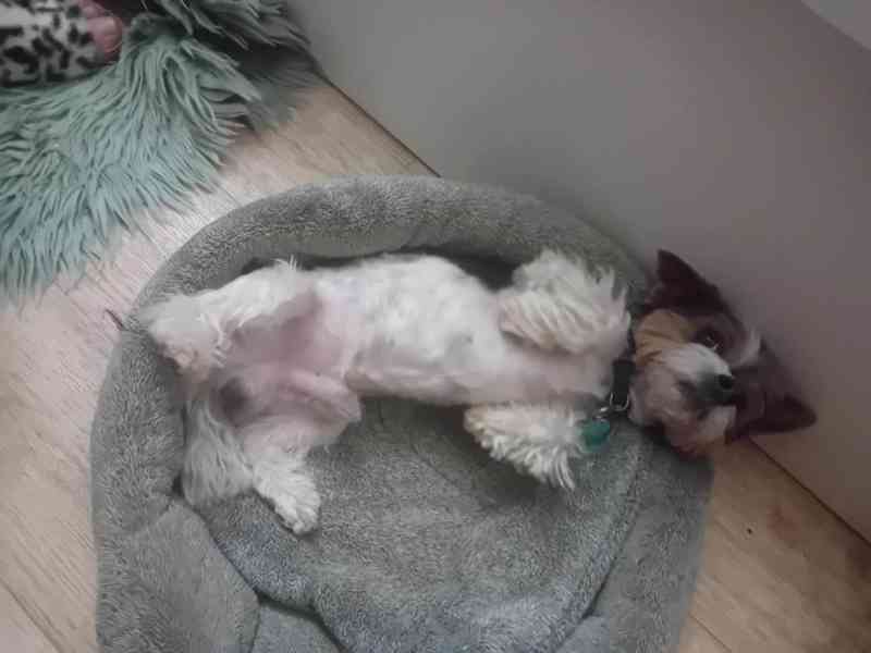 Pejsek hledá fenku - foto 13