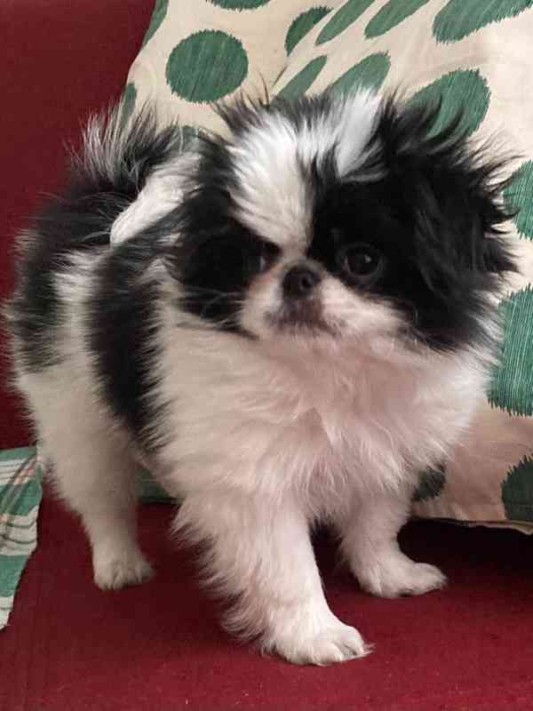 Japan-chin štěňátka s PP - foto 1