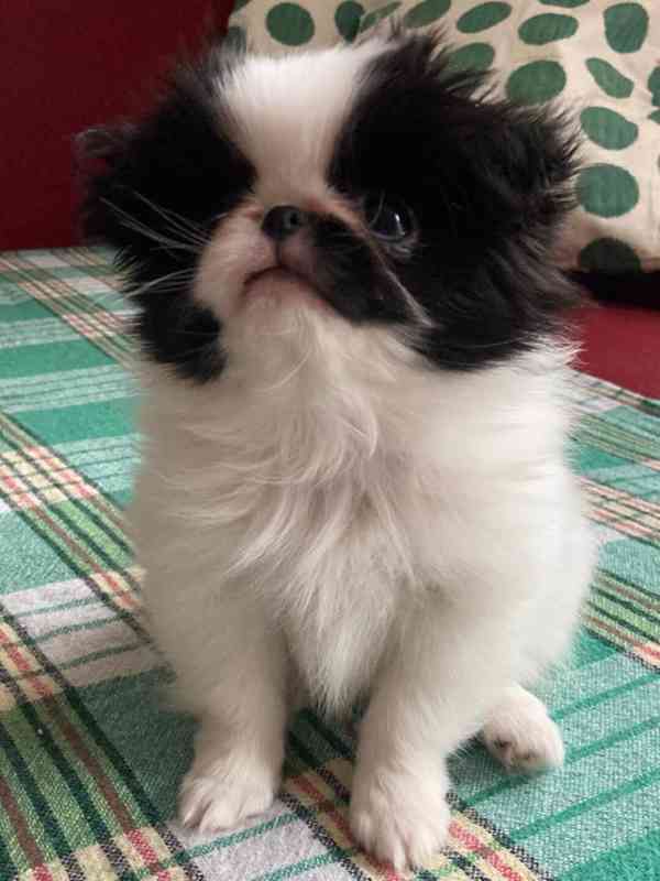 Japan-chin štěňátka s PP - foto 3