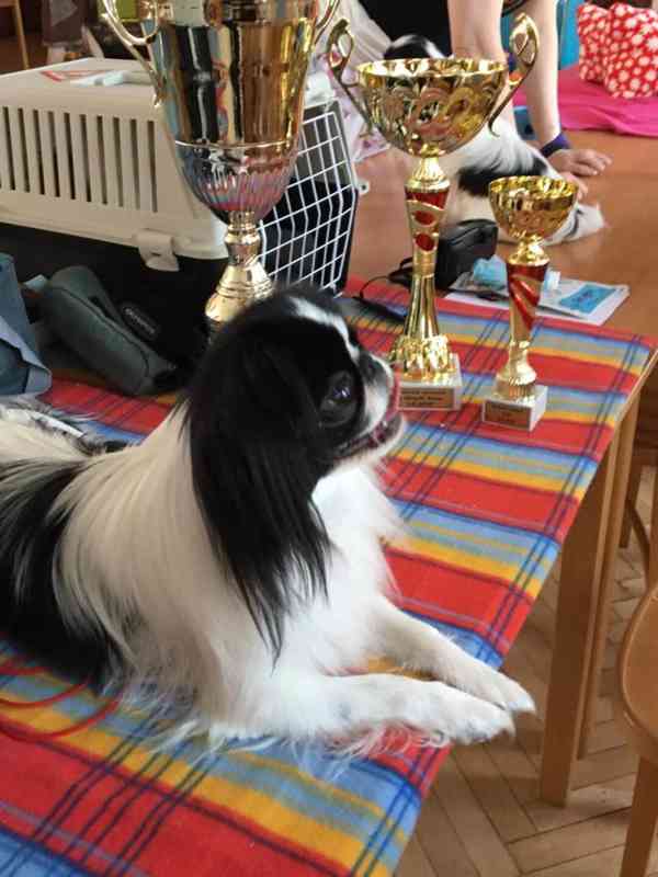 Japan-chin štěňátka s PP - foto 5