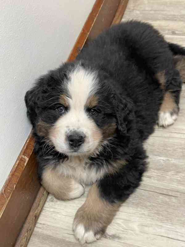 Nádherný bernský salašnický pes pejsek a fena - foto 1