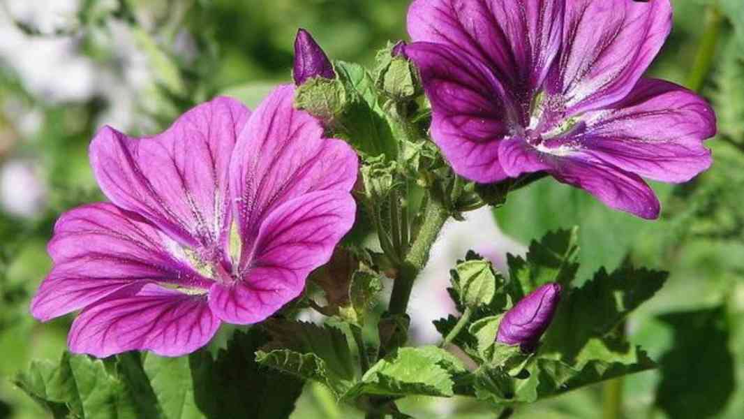 Prodej Květy Slézu (Mallow Flowers) ve velkém od výrobce za  - foto 3