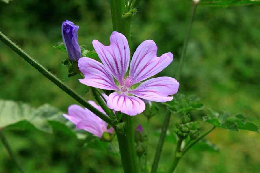 Prodej Květy Slézu (Mallow Flowers) ve velkém od výrobce za  - foto 5