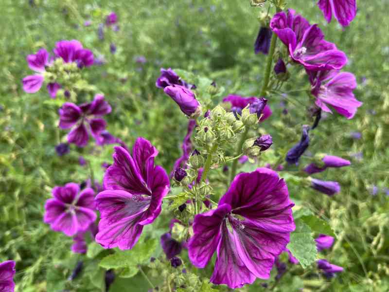 Prodej Květy Slézu (Mallow Flowers) ve velkém od výrobce za  - foto 2