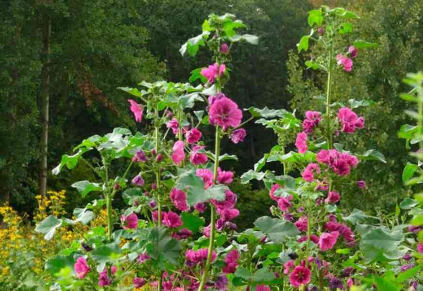 Prodej Květy Slézu (Mallow Flowers) ve velkém od výrobce za  - foto 4