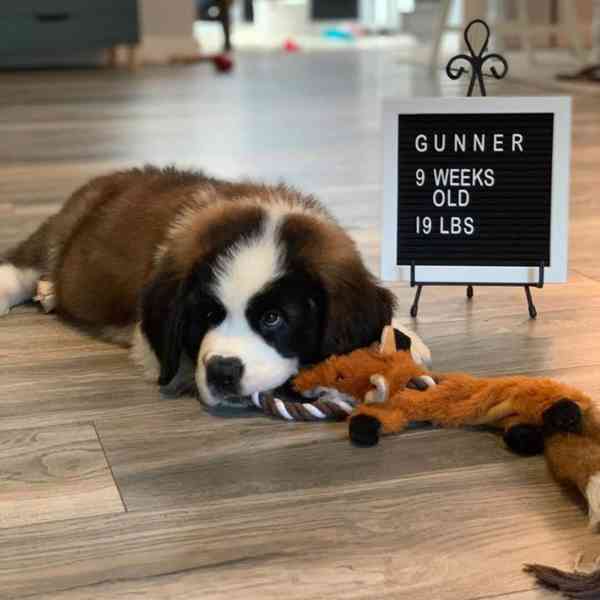 Adoptujte si ho, prosím - foto 2