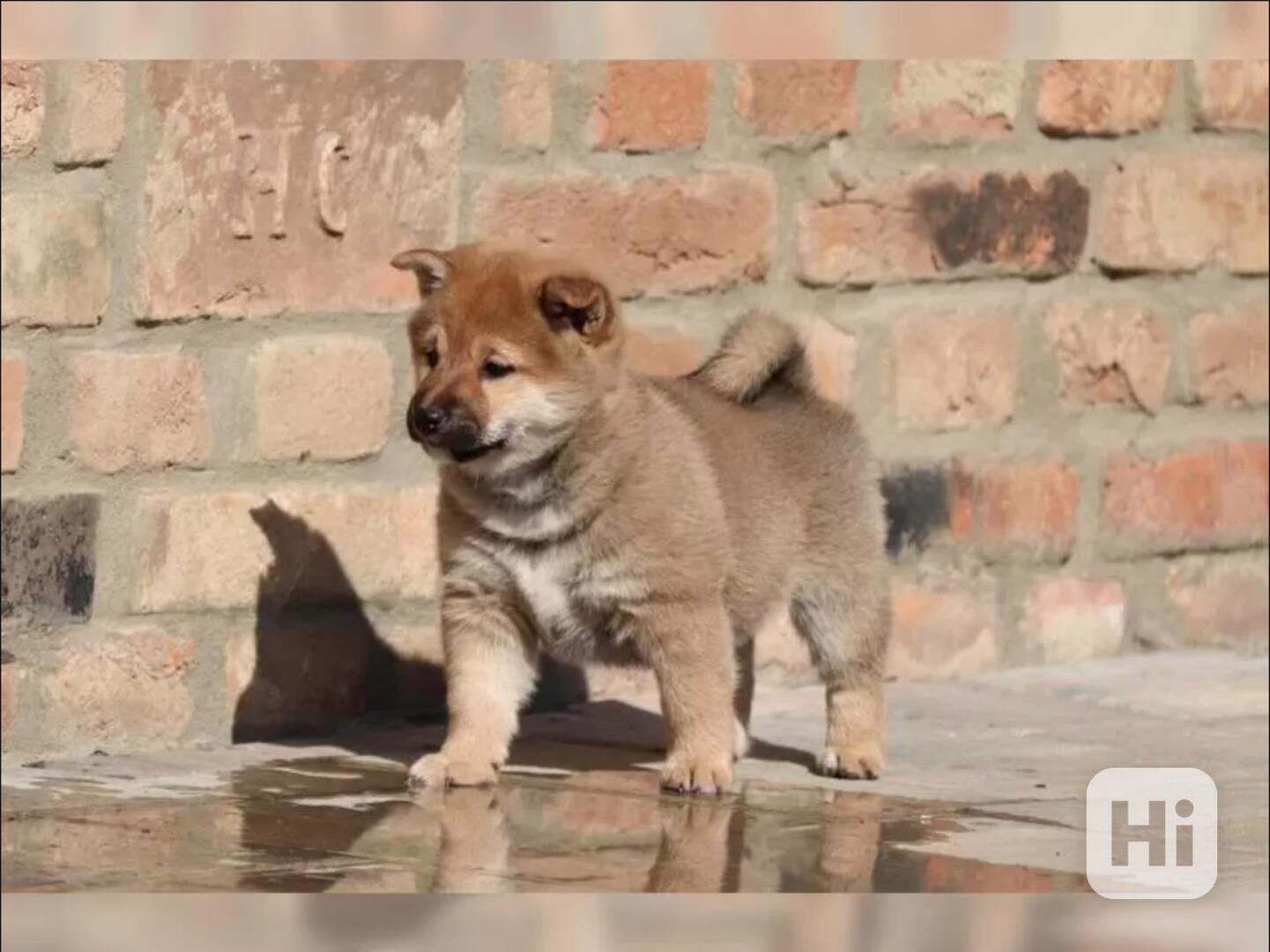 Shiba Inu štěňata s PP - foto 1