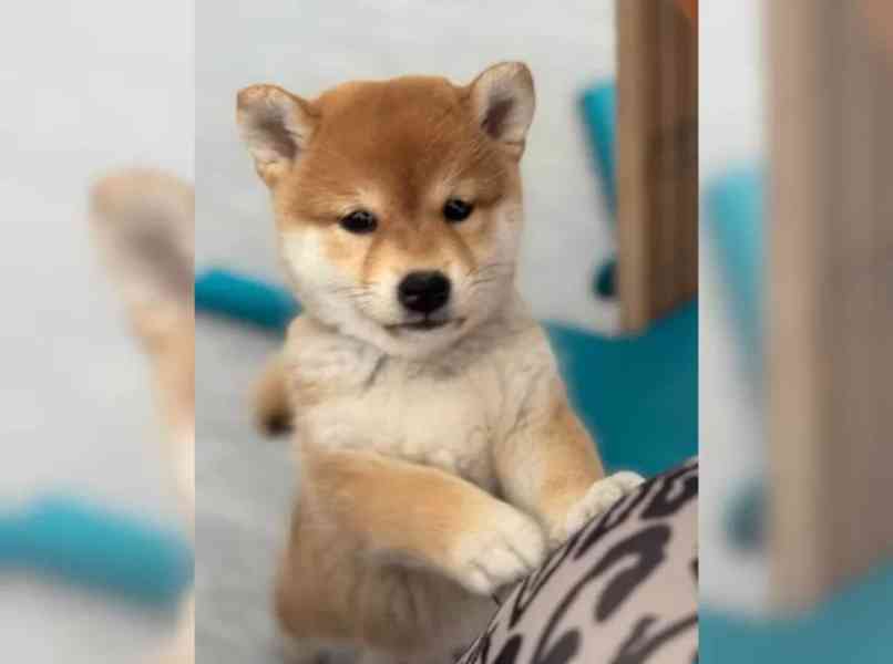 Shiba Inu štěňata s PP - foto 4