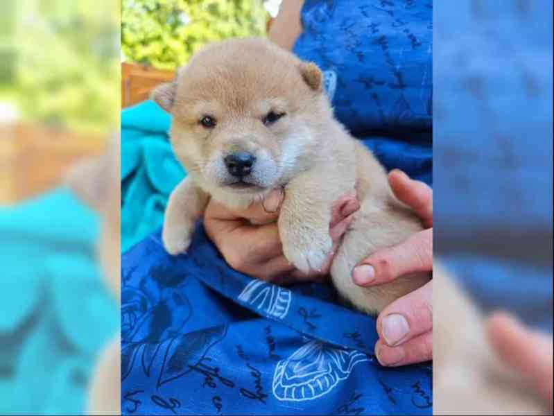 Shiba Inu štěňata s PP - foto 5
