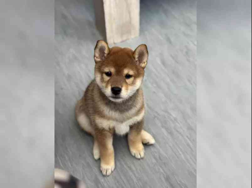 Shiba Inu štěňata s PP - foto 3