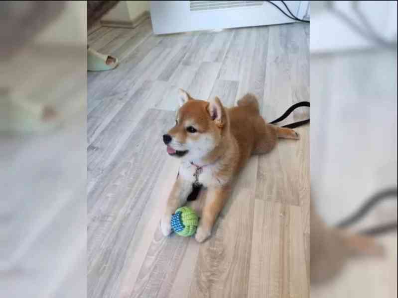 Shiba Inu štěňata s PP - foto 2