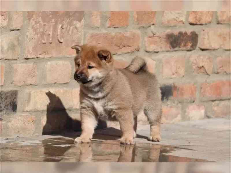 Shiba Inu štěňata s PP - foto 1