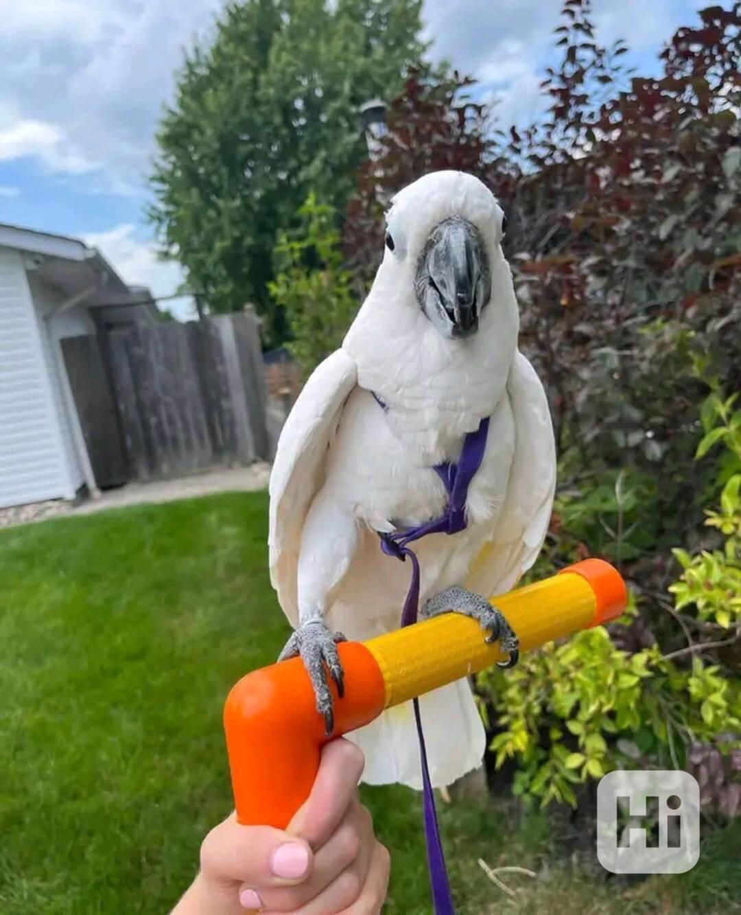 Papoušci kakadu na prodej - foto 1