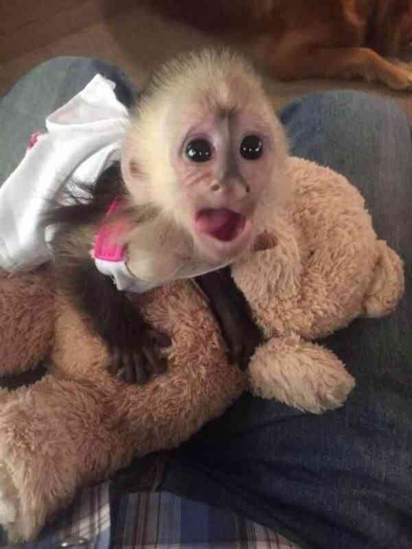 Zdarma miminko kapucínské opice k adopci zdarma nyní  