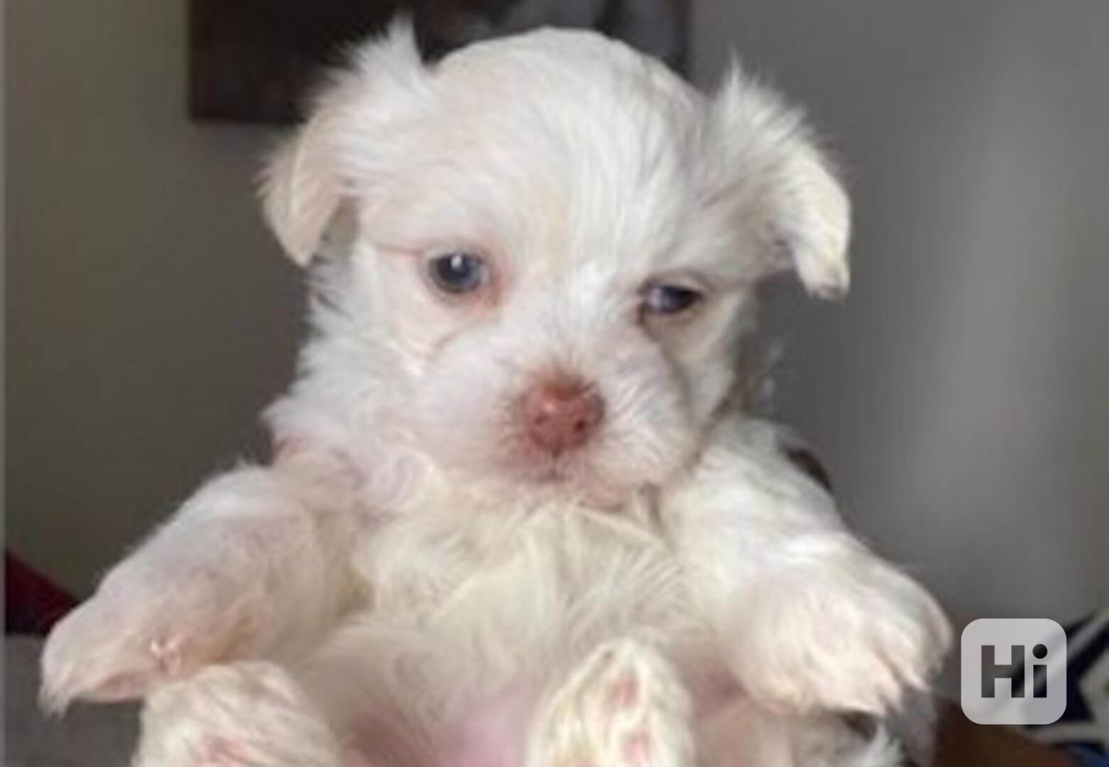 štěňata pejska a fenky bišonka - foto 1